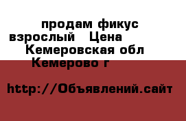 продам фикус взрослый › Цена ­ 3 000 - Кемеровская обл., Кемерово г.  »    
